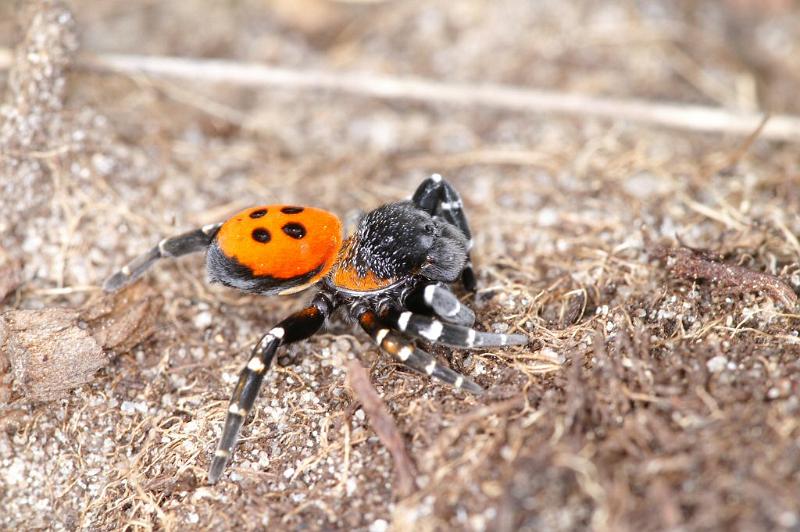 Eresus_sandaliatus_D3031_Z_86_NP De Hoge Veluwe_Nederland.jpg